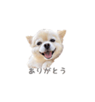 ポメチワのべるちゃん（個別スタンプ：5）