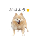 ポメチワのべるちゃん（個別スタンプ：7）
