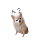 ポメチワのべるちゃん（個別スタンプ：10）