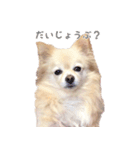 ポメチワのべるちゃん（個別スタンプ：11）