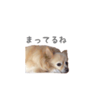 ポメチワのべるちゃん（個別スタンプ：15）