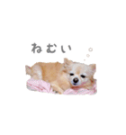 ポメチワのべるちゃん（個別スタンプ：18）