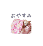 ポメチワのべるちゃん（個別スタンプ：19）