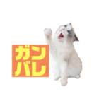 ラグドールのアッシュちゃん②（個別スタンプ：3）