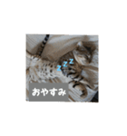 うちのベンガル+黒猫（個別スタンプ：1）