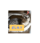 うちのベンガル+黒猫（個別スタンプ：2）