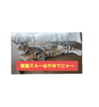 うちのベンガル+黒猫（個別スタンプ：3）