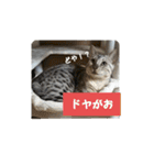 うちのベンガル+黒猫（個別スタンプ：4）