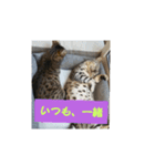 うちのベンガル+黒猫（個別スタンプ：5）