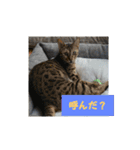 うちのベンガル+黒猫（個別スタンプ：7）