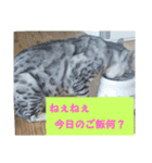 うちのベンガル+黒猫（個別スタンプ：9）