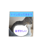 うちのベンガル+黒猫（個別スタンプ：10）