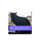 うちのベンガル+黒猫（個別スタンプ：11）