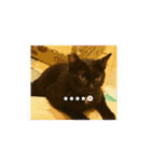うちのベンガル+黒猫（個別スタンプ：12）