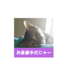 うちのベンガル+黒猫（個別スタンプ：13）