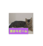うちのベンガル+黒猫（個別スタンプ：14）