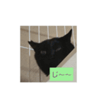 うちのベンガル+黒猫（個別スタンプ：15）