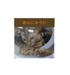 うちのベンガル+黒猫（個別スタンプ：16）
