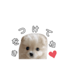 愛犬シュシュくんパート2（個別スタンプ：1）