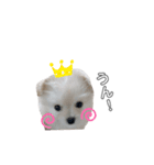 愛犬シュシュくんパート2（個別スタンプ：2）