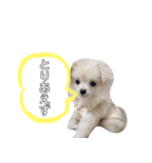 愛犬シュシュくんパート2（個別スタンプ：3）