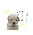 愛犬シュシュくんパート2（個別スタンプ：6）