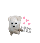 愛犬シュシュくんパート2（個別スタンプ：7）