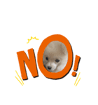 愛犬シュシュくんパート2（個別スタンプ：8）