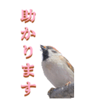 仕事用で使う言葉をスズメから～BIG（個別スタンプ：6）