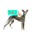 家犬wonderful（個別スタンプ：7）