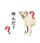 家犬wonderful（個別スタンプ：9）