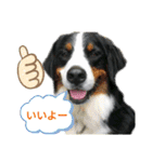 家犬wonderful（個別スタンプ：11）