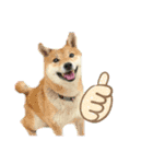 家犬wonderful（個別スタンプ：12）