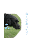家犬wonderful（個別スタンプ：13）
