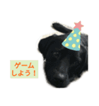 家犬wonderful（個別スタンプ：14）