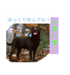 家犬wonderful（個別スタンプ：16）