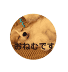 パピヨンのみろたん（個別スタンプ：1）