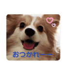 パピヨンのみろたん（個別スタンプ：2）