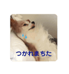 パピヨンのみろたん（個別スタンプ：4）