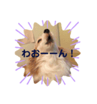 パピヨンのみろたん（個別スタンプ：5）