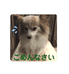 パピヨンのみろたん（個別スタンプ：6）