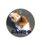 パピヨンのみろたん（個別スタンプ：8）