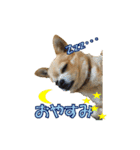 るなのスタンプ日本語vol1（個別スタンプ：5）