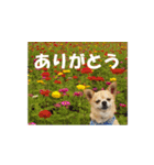るなのスタンプ日本語vol1（個別スタンプ：6）