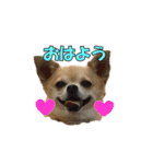 るなのスタンプ日本語vol1（個別スタンプ：8）
