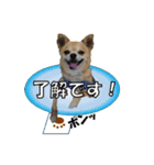 るなのスタンプ日本語vol1（個別スタンプ：10）