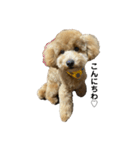愛犬おもち3（個別スタンプ：1）