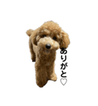 愛犬おもち3（個別スタンプ：5）
