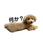 愛犬おもち3（個別スタンプ：6）