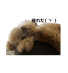 愛犬おもち3（個別スタンプ：7）